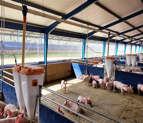 Стальные конструкции свинарников